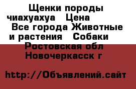 Щенки породы чиахуахуа › Цена ­ 12 000 - Все города Животные и растения » Собаки   . Ростовская обл.,Новочеркасск г.